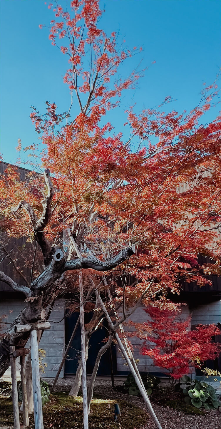 リノベーションされた庭と紅葉