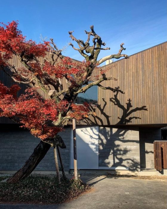 古木モミジの樹勢回復と修景