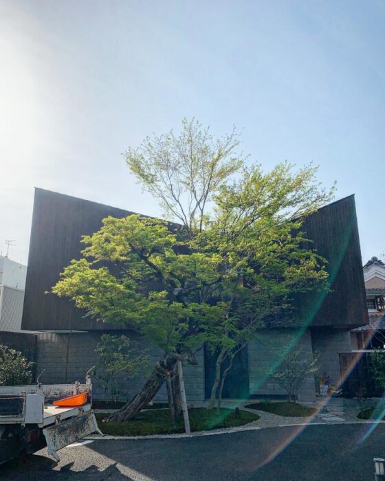 古木のモミジが