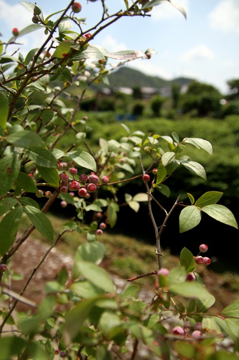 小屋名の家