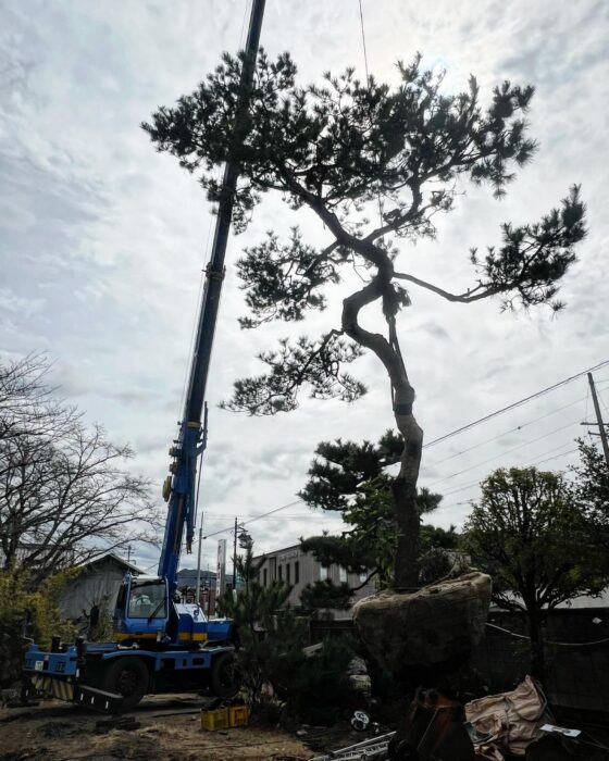 大きな赤松とクロマツの移植